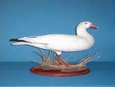Snow Goose
